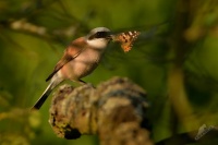 Tuhyk obecny - Lanius collurio - Red-backed Shrike 5612